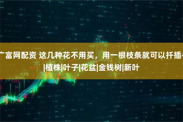 广富网配资 这几种花不用买，用一根枝条就可以扦插~|植株|叶子|花盆|金钱树|新叶