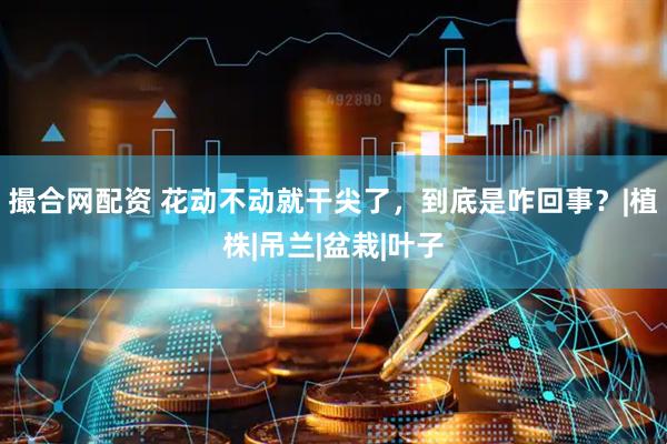 撮合网配资 花动不动就干尖了，到底是咋回事？|植株|吊兰|盆栽|叶子