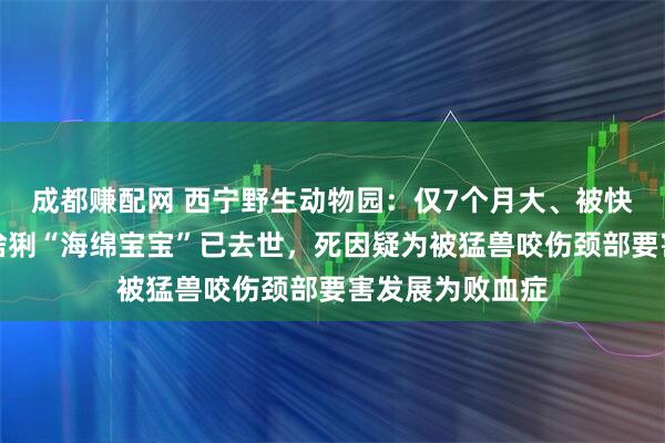 成都赚配网 西宁野生动物园:仅7个月大、被快递员救下的小猞猁“海绵宝宝”已去世,死因疑为被猛兽咬伤颈部要害发展为败血症